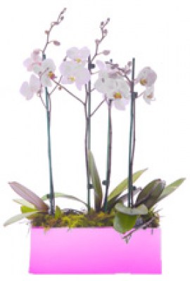 2-Orquideas-phalaenopsis-blanca-peq