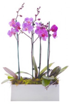 2-Orquideas-phalaenopsis-peq