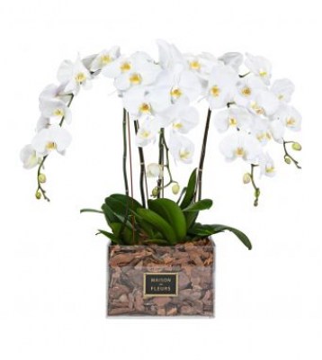 450_-_4_white_orchids_in_30x30cm_clear_acrylic_square_box