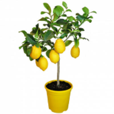 lemon-tree-to-barcelona.jpg